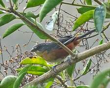 Buff-throated Warbling Finch