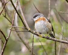 Bay-chested Warbling Finch