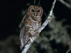 Rusty-barred Owl