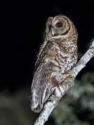 Rusty-barred Owl