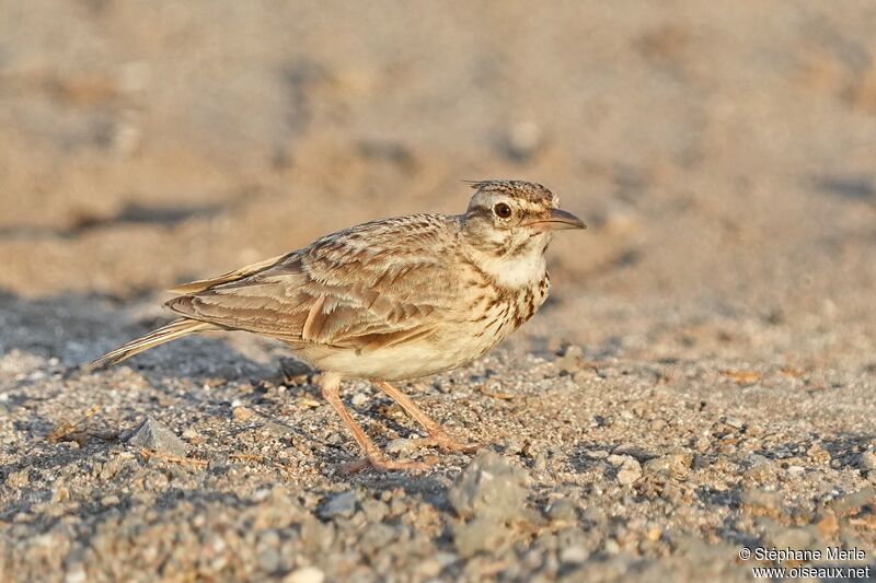 Cochevis huppé