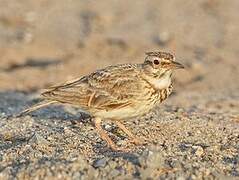 Crested Lark