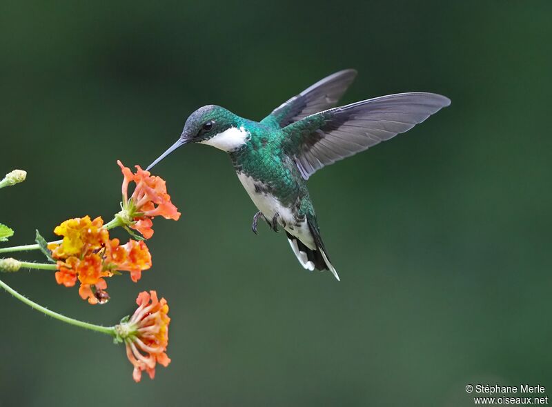 Colibri à gorge blancheadulte