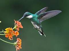 Colibri à gorge blanche