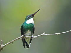 Colibri à gorge blanche