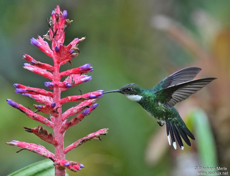 White-throated Hummingbirdadult