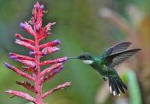 Colibri à gorge blanche