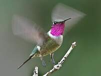 Colibri améthyste