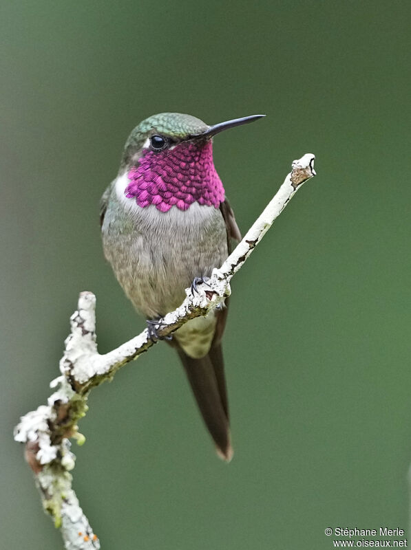 Colibri améthyste