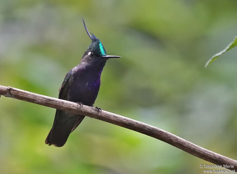 Colibri de Delalande mâle adulte