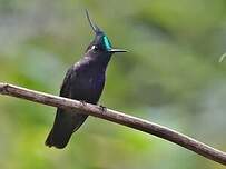 Colibri de Delalande