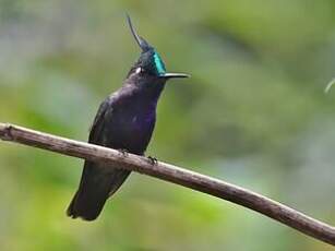 Colibri de Delalande