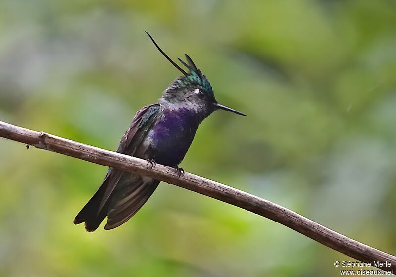 Colibri de Delalandeadulte