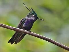 Green-crowned Plovercrest