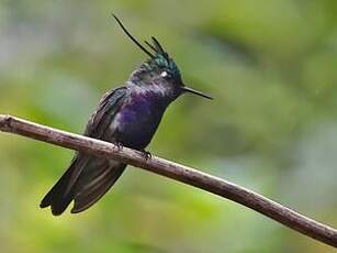 Colibri de Delalande