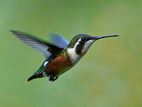 Colibri de Mulsant