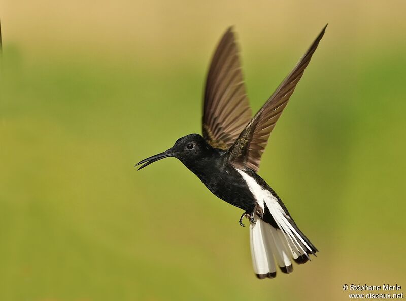 Colibri demi-deuiladulte