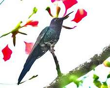 Swallow-tailed Hummingbird