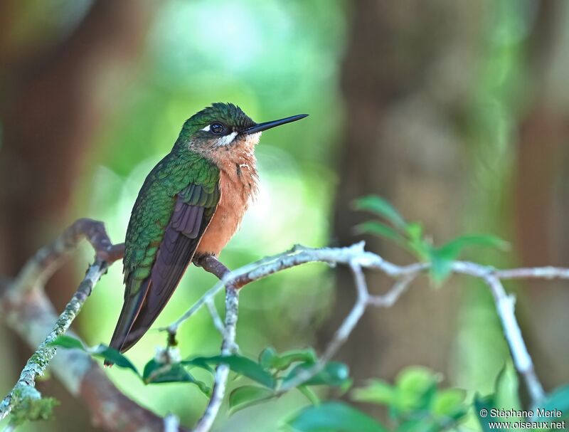 Colibri rubis-émeraude femelle adulte