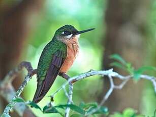 Colibri rubis-émeraude