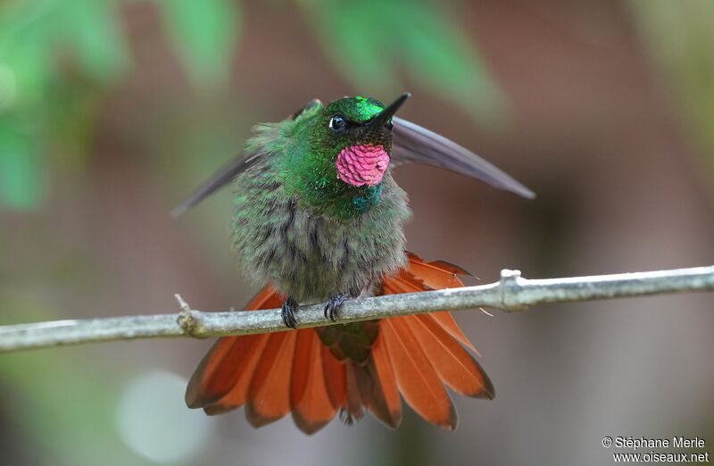 Colibri rubis-émeraude mâle adulte