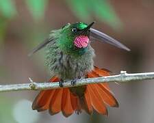 Colibri rubis-émeraude