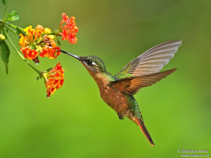 Brazilian Ruby female adult