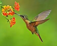 Colibri rubis-émeraude