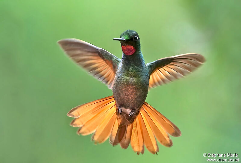 Colibri rubis-émeraude mâle adulte