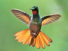 Colibri rubis-émeraude