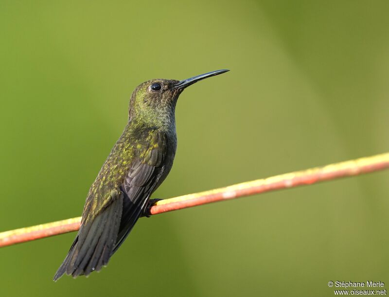 Colibri vert et grisadulte