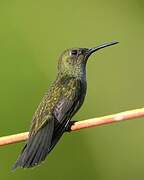 Sombre Hummingbird