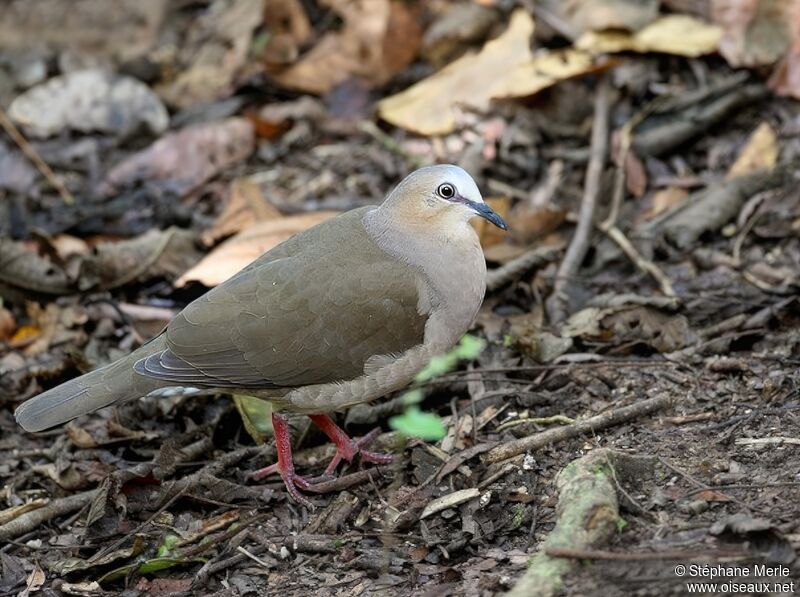 Grey-fronted Doveadult