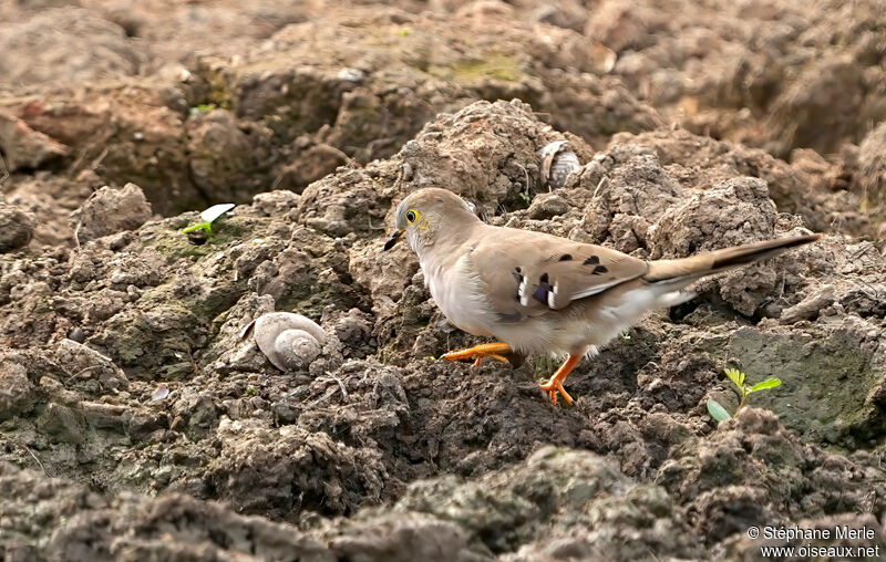 Colombe à longue queueadulte