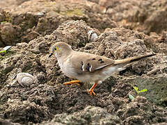 Long-tailed Ground Dove