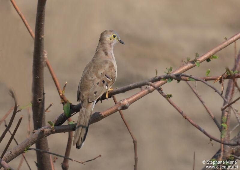 Long-tailed Ground Doveadult