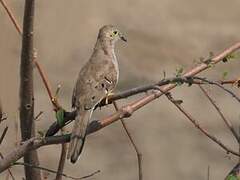 Long-tailed Ground Dove