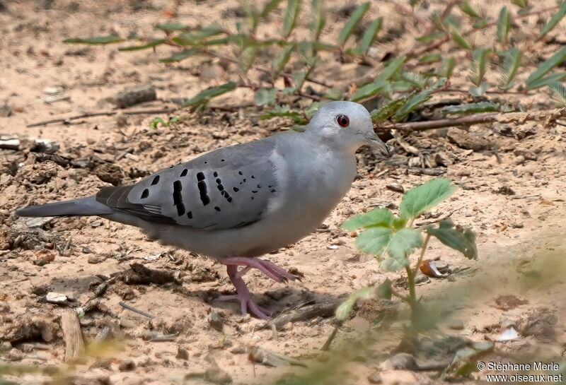 Blue Ground Dove male adult