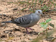 Blue Ground Dove