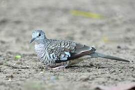 Scaled Dove