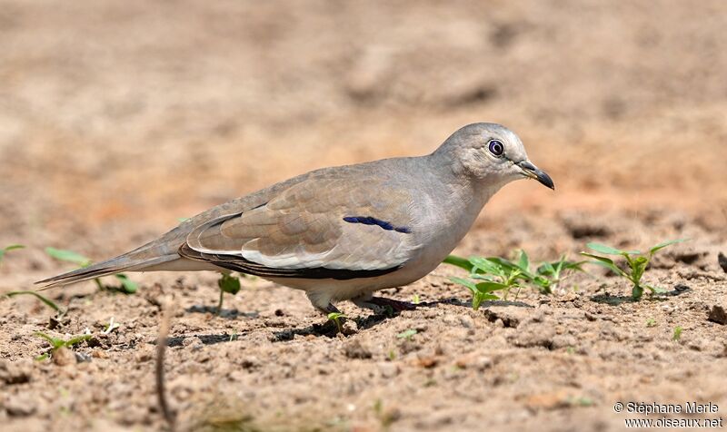 Colombe picuiadulte