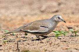 Picui Ground Dove