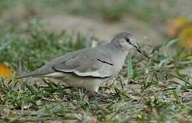 Picui Ground Dove