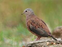 Ruddy Ground Dove