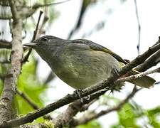 Chestnut-vented Conebill