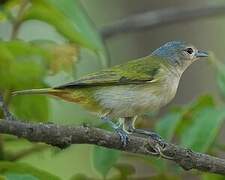 Chestnut-vented Conebill