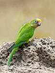 Conure couronnée