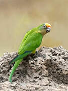 Conure couronnée