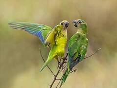 Peach-fronted Parakeet