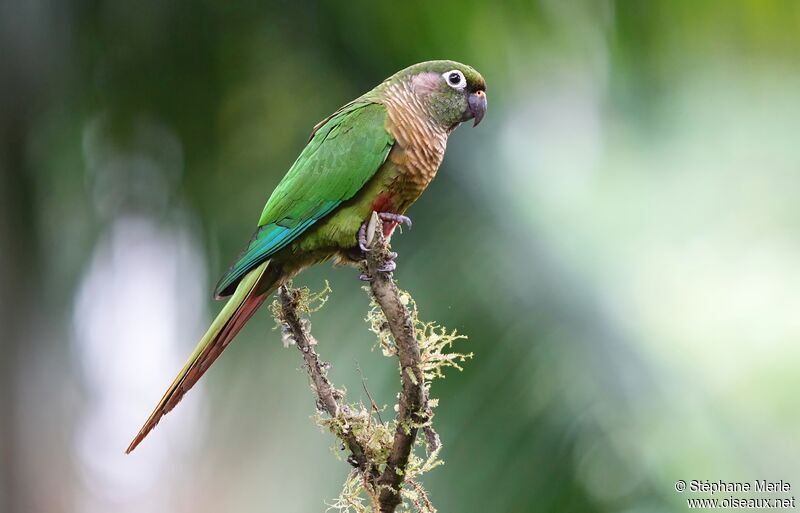 Maroon-bellied Parakeetadult